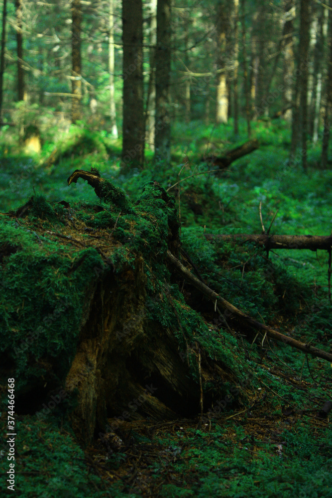 Fototapeta premium forest in spring