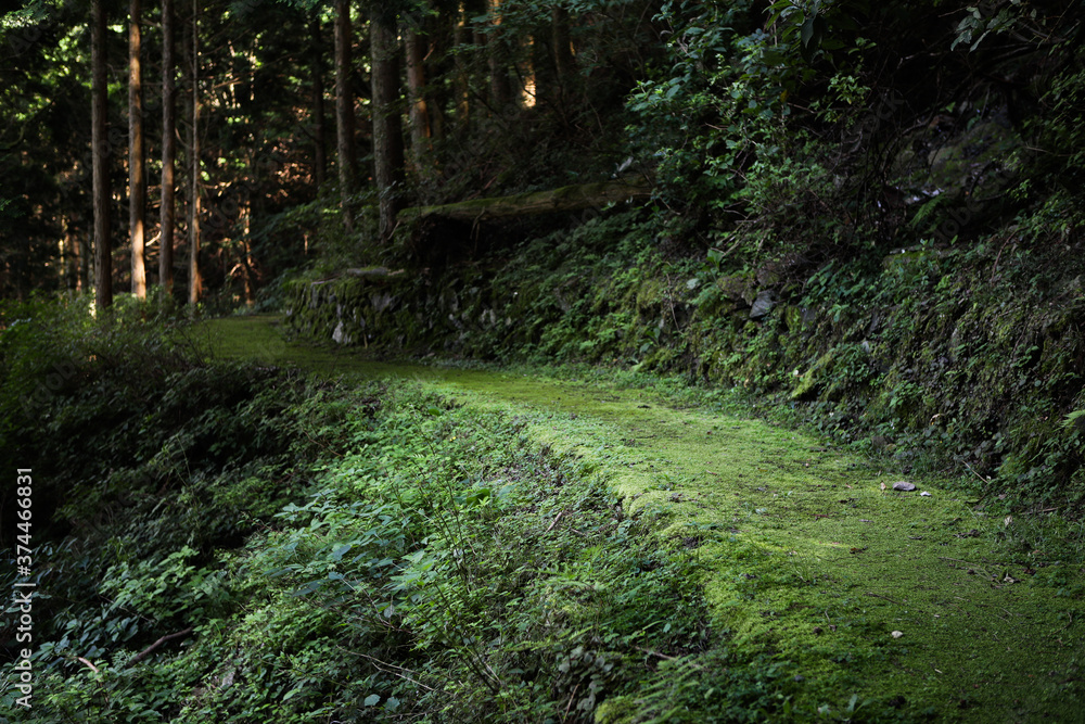 Fototapeta premium 苔生した山道 -別子銅山 東平-