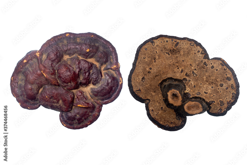 Ganoderma on a white background. Ganoderma on a white background.