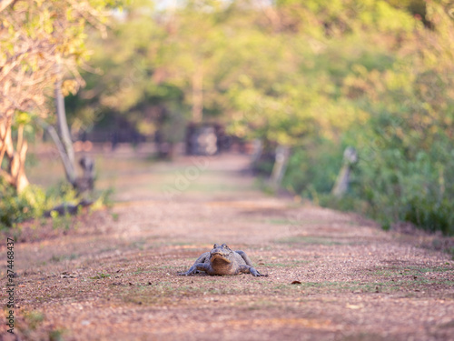 A cayman laying in the center of a way in the pantanal, brazil photo