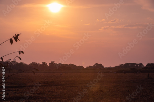 Sunset in the brazilian pantanal area showing the sun  an observation tower and some horses in the back