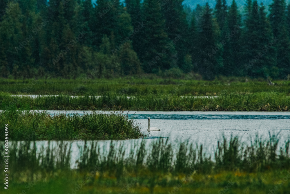 birds on a lake in the forest birds on a lake in the forest