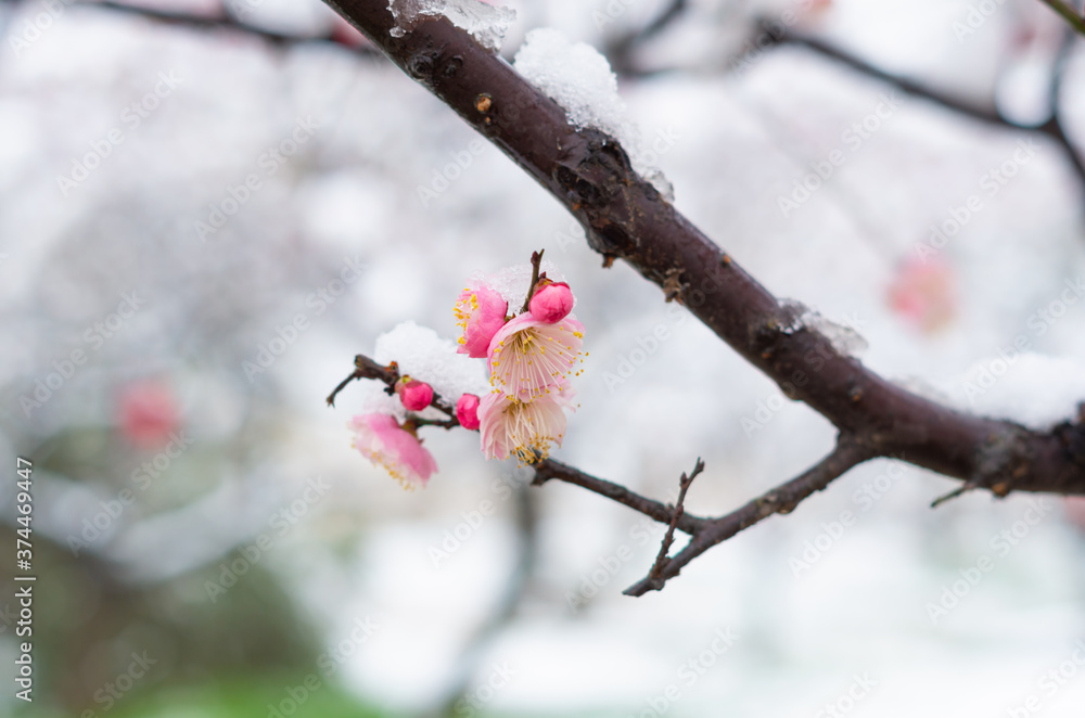 Plum blossoms in full bloom in Wuhan East Lake Plum blossom Garden in spring Plum blossoms in full bloom in Wuhan East Lake Plum blossom Garden in spring