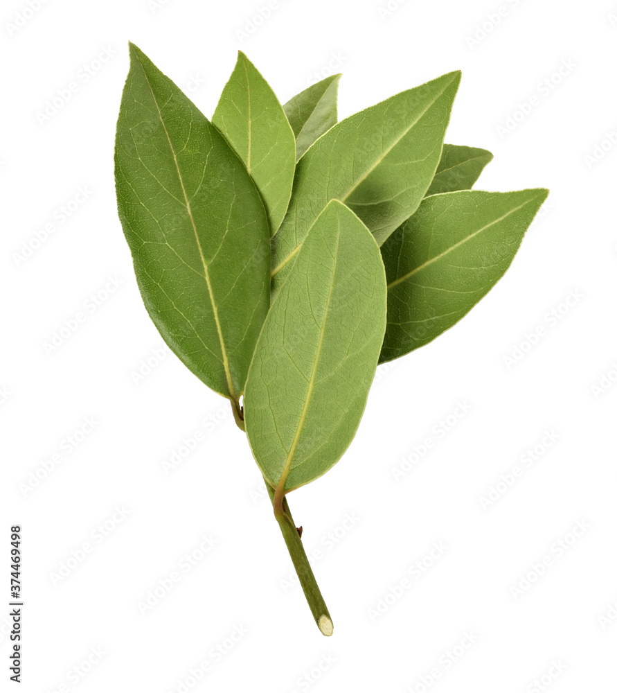 Fototapeta premium twig with laurel leaves
