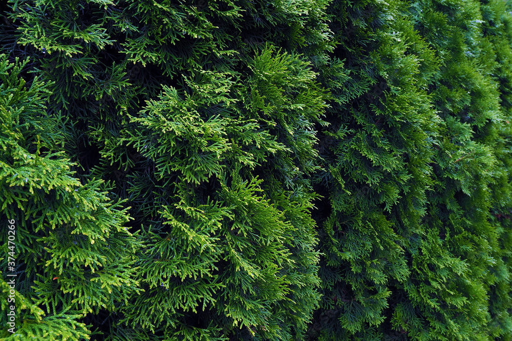 Living green hedge from thuja. Background and texture of green plants Living green hedge from thuja. Background and texture of green plants