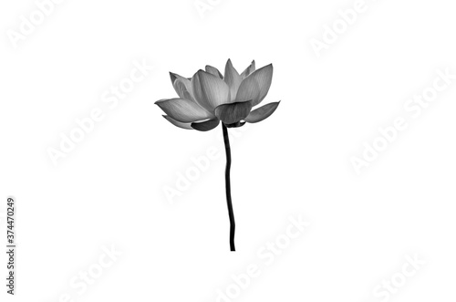 Lotus flower in black and white isolated on white background.