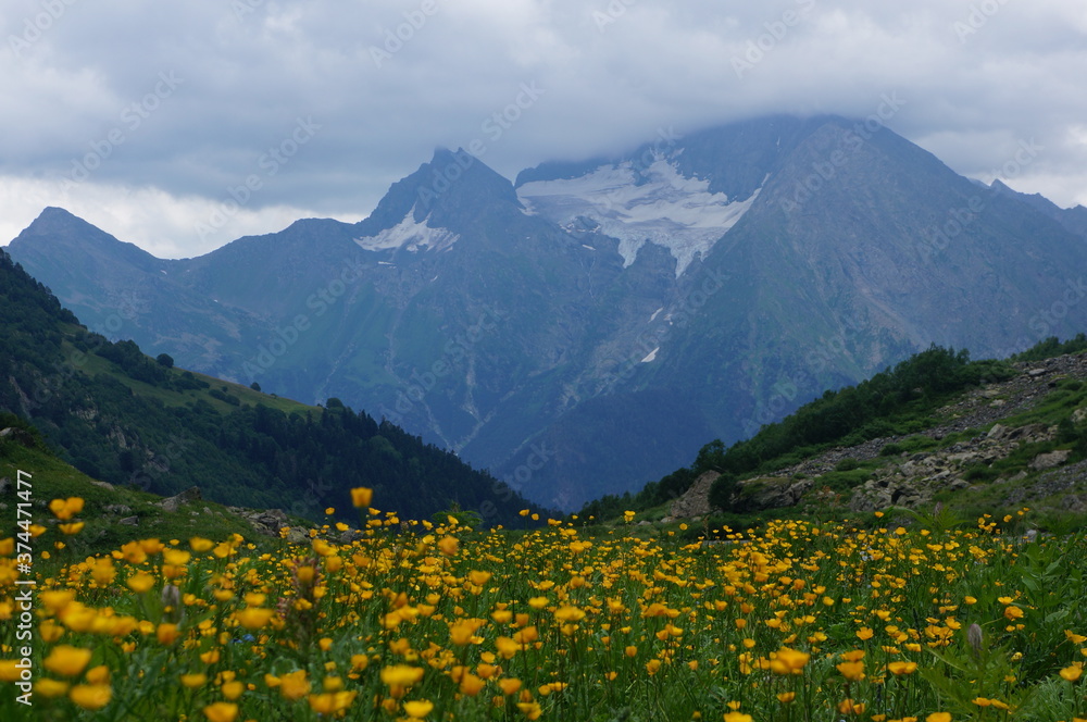 yellow flowers in the mountains yellow flowers in the mountains
