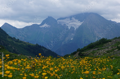 yellow flowers in the mountains