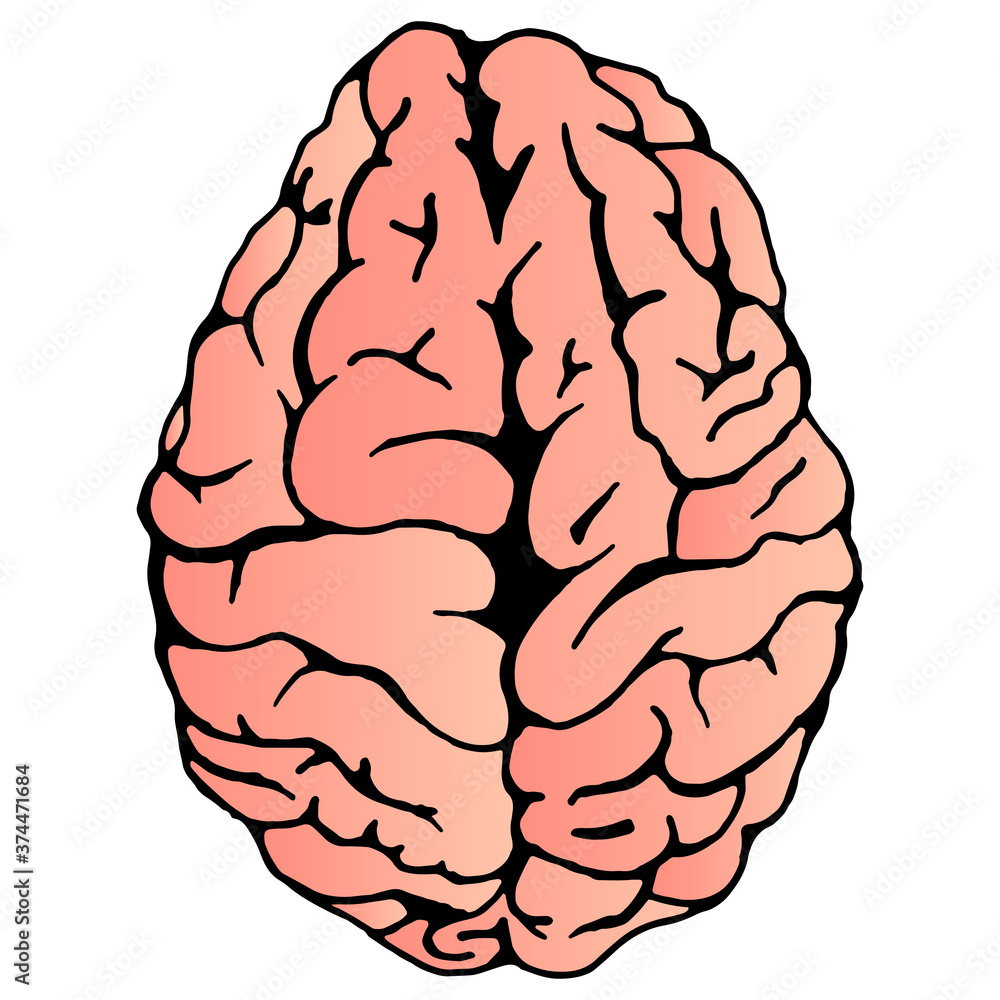 Brain. Vector illustration of a human brain. Hand drawn brain. Brain. Vector illustration of a human brain. Hand drawn brain.
