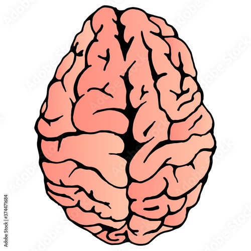 Brain. Vector illustration of a human brain. Hand drawn brain.