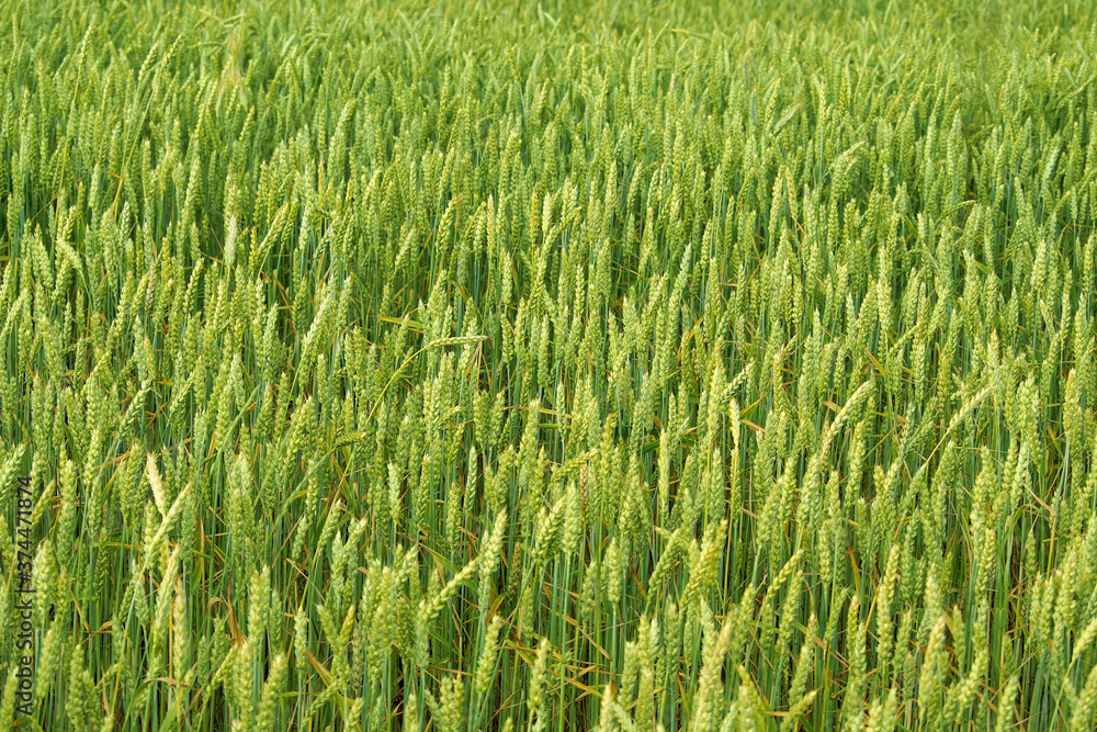 Green ripening ears of wheat on a wheat field Green ripening ears of wheat on a wheat field