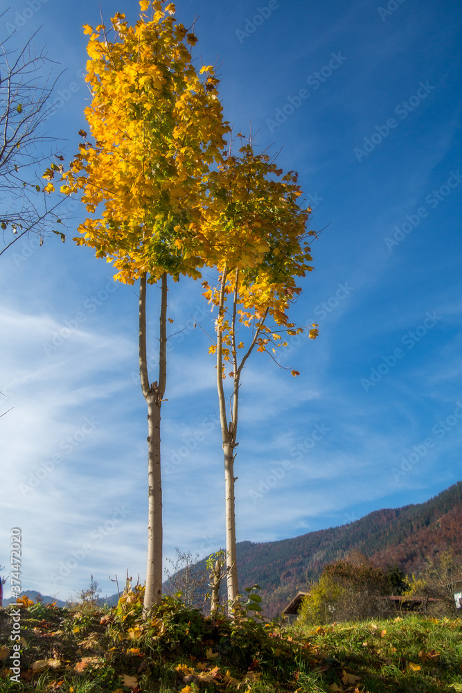 Obraz premium Herbst