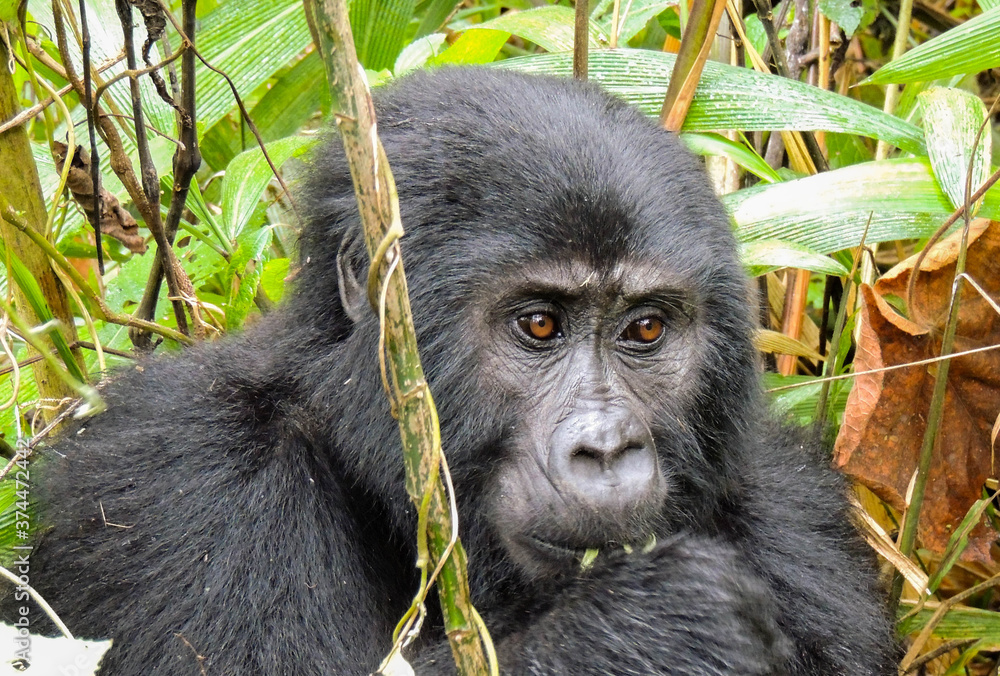 Obraz premium Gorilla in Bwindi Impenetrable Forest National Park, Uganda. Rukara Gorilla Group.