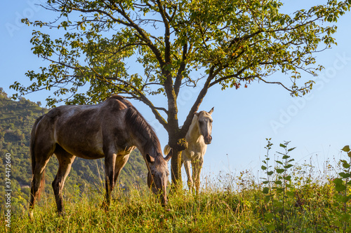 Fototapeta Naklejka Na Ścianę i Meble -  cavalli 01 - uno bianco e l'altro scuro, liberi in un pascolo di montagna con albero sullo sfondo