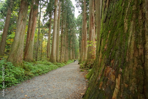 Long way lined with ancient live trees in Japan