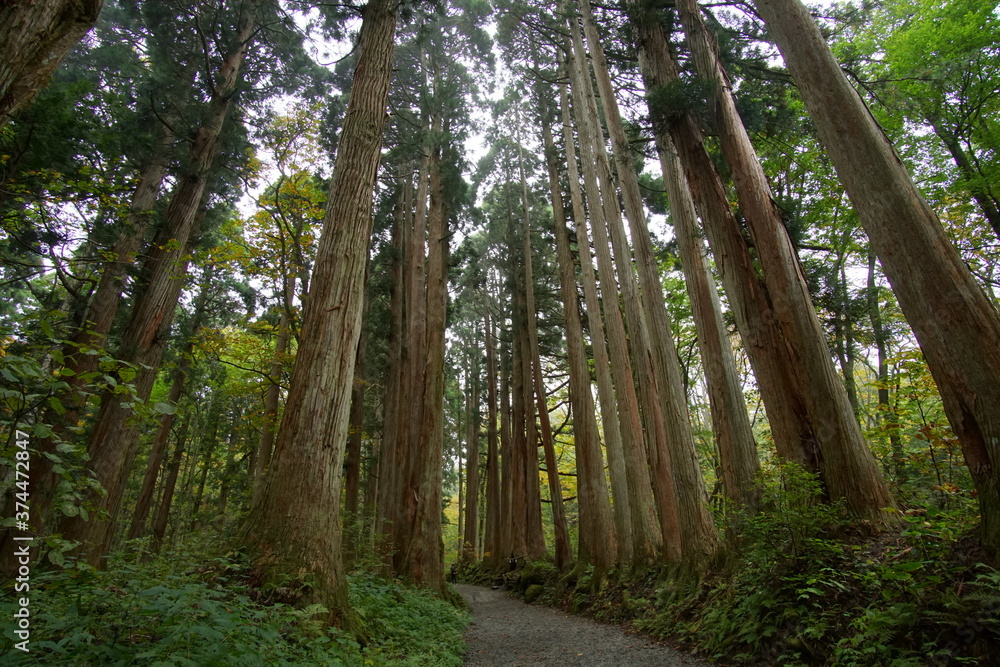 Long way lined with ancient live trees in Japan Long way lined with ancient live trees in Japan