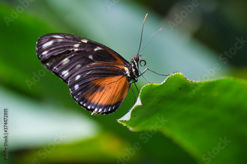 Schmetterling © Matthias