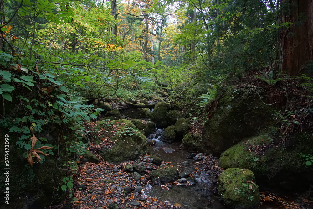 Mysterious landscape of  the forest in Japan