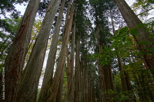 Fototapeta Naklejka Na Ścianę i Meble -  Mysterious landscape of  the forest in Japan