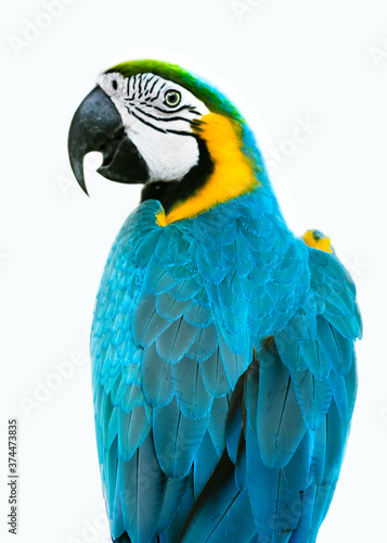 blue and yellow parrot macaw ara ararauna isolated on white background