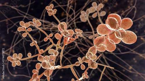 Fényképezés Fungus Sporothrix schenckii, the causative agent of sporotrichosis, especially c