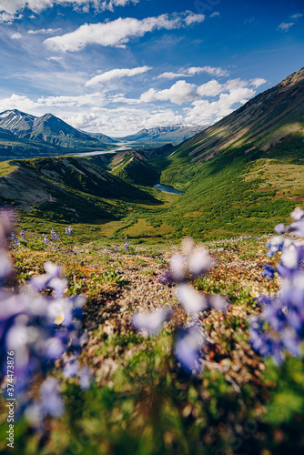 lupine flowers in the mountains