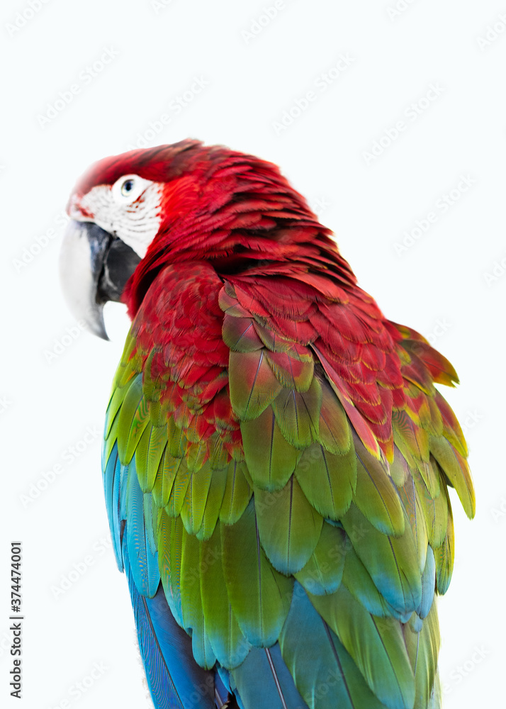 Obraz premium red parrot macaw ara ararauna isolated on white background