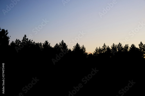Foto Black silhouette of a pine forest against a cloudless sky at sunset