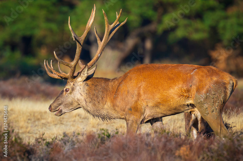Male red deer cervus elaphus rutting and roaring
