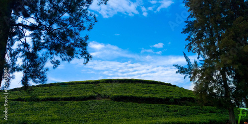 Tea plantation in Rwanda