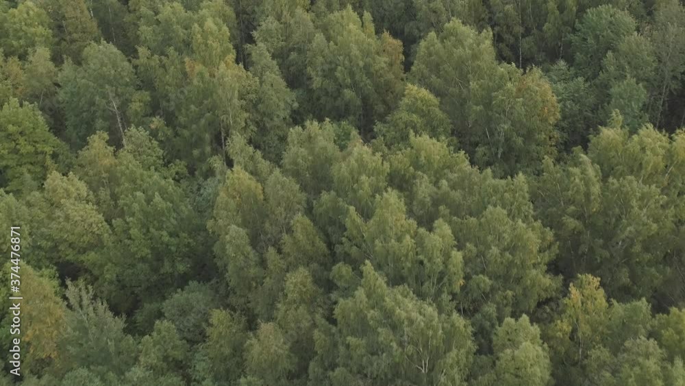 Aerial flying back over summer forest on a cloudy day Aerial flying back over summer forest on a cloudy day