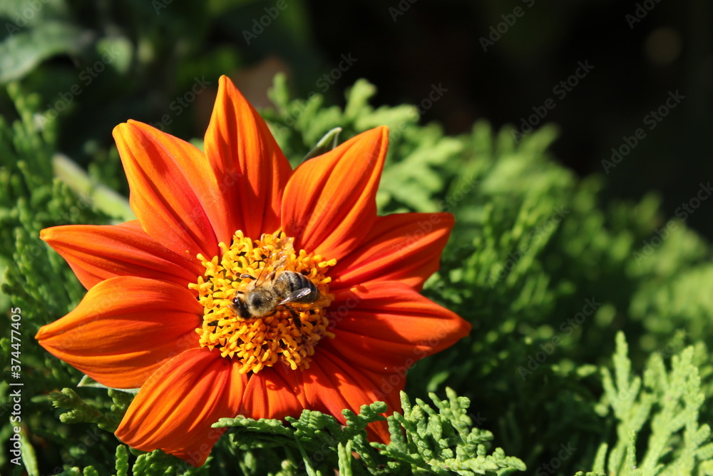 kwiat pszczoła - obrazy, fototapety, plakaty 