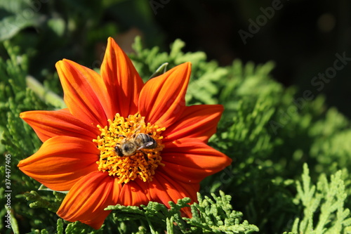 Fototapeta Naklejka Na Ścianę i Meble -  kwiat pszczoła
