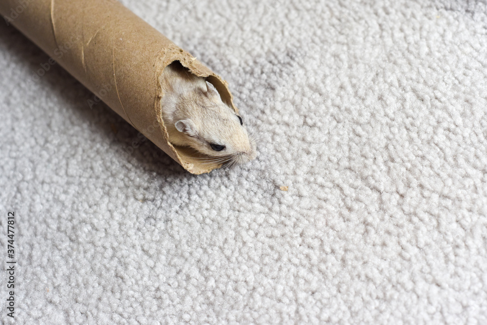 Pet gerbil playing with cardboard tube indoors Pet gerbil playing with cardboard tube indoors