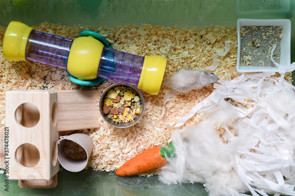 Pet gerbil playing with cardboard tube indoors Pet gerbil playing with cardboard tube indoors