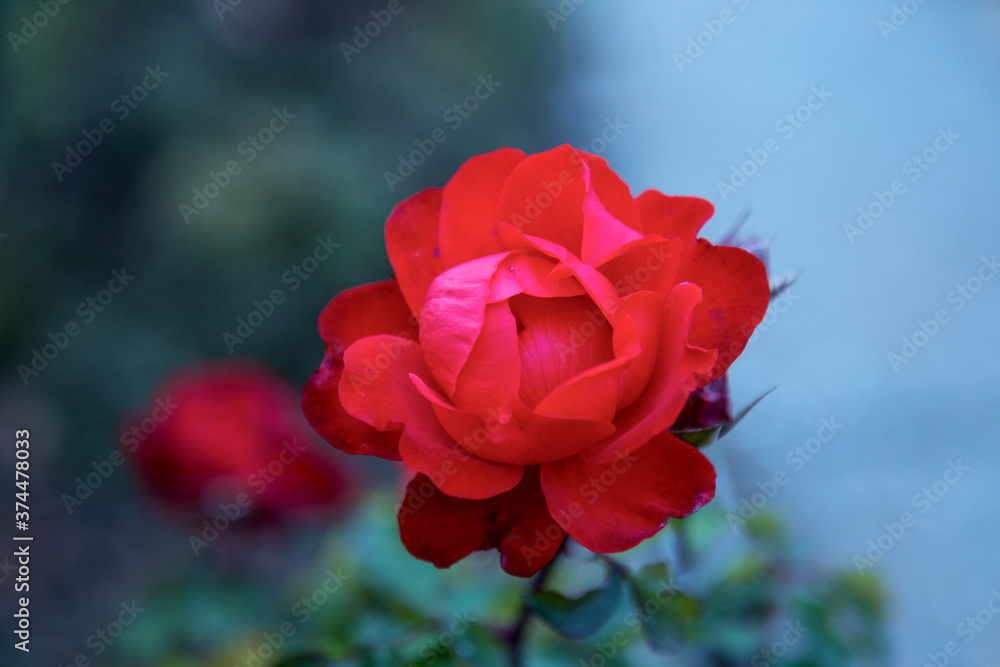 Beautiful red roses in the garden on blurred background. Selective soft focus. As floral background for your art project Beautiful red roses in the garden on blurred background. Selective soft focus. As floral background for your art project