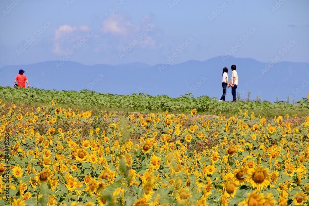 Fototapeta premium 布引風の高原・ひまわり（福島県・郡山市）