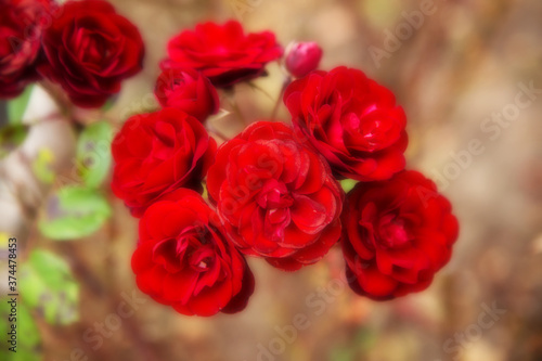 Beautiful red roses with copy space and soft blur for backgrounds. Floral abstract background
