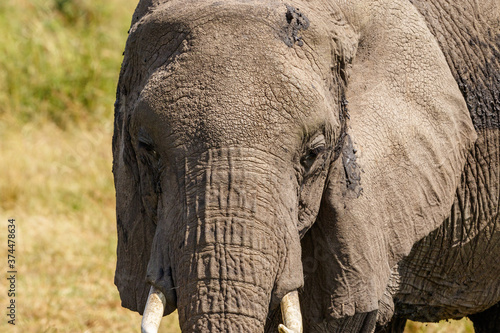 Close up of an old elephant