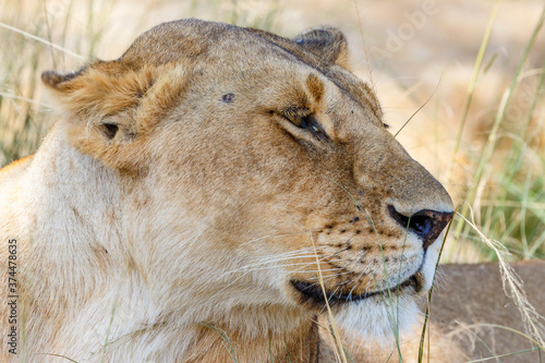 Lioness in the grass on the savannah