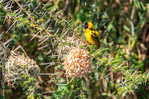 Singing Village weaver sitting at a birdnest photo