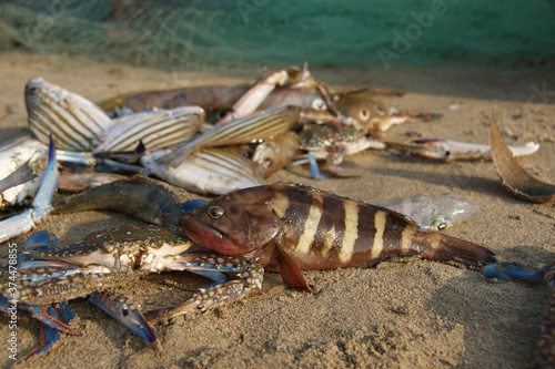 striped bass. morning catch with striped bass  crab  and other fish