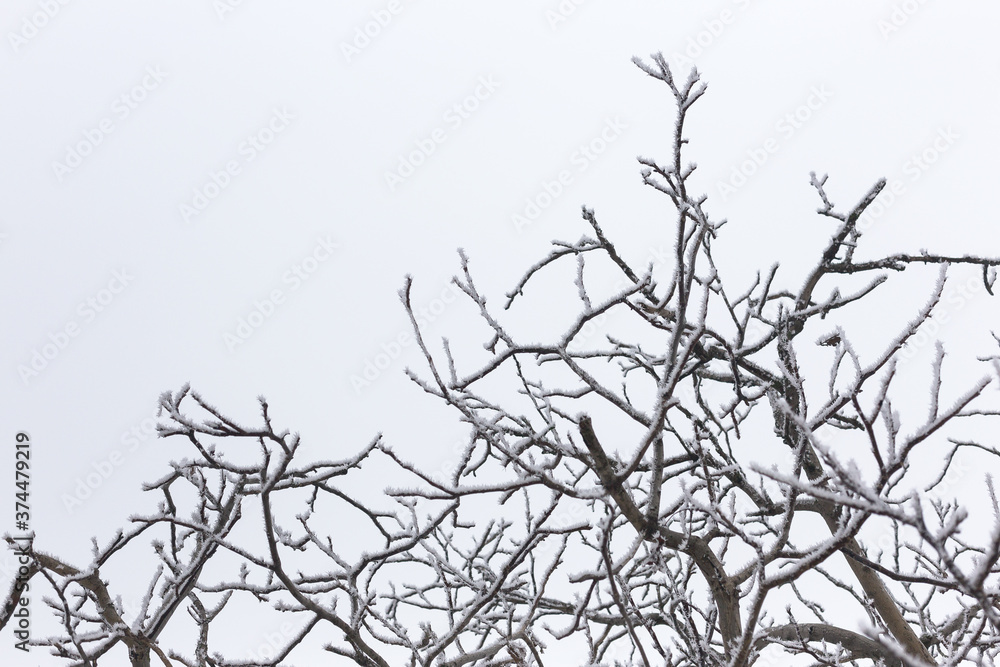 Ice-covered grass on a snow-covered field. Plants in frost, nature background. Winter landscape, scene Ice-covered grass on a snow-covered field. Plants in frost, nature background. Winter landscape, scene