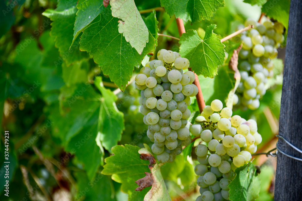 Vignoble Nivernais Vignoble Nivernais