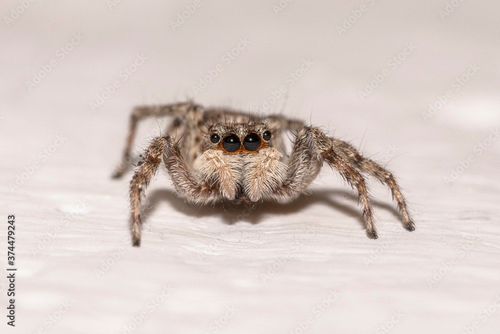 Close-up of a jumping spider on a house wall Close-up of a jumping spider on a house wall