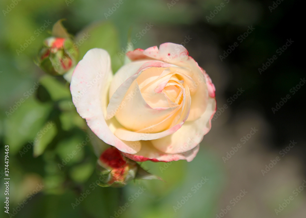 Beautiful cream rose in garden. Selective soft focus. As floral background for your art project Beautiful cream rose in garden. Selective soft focus. As floral background for your art project