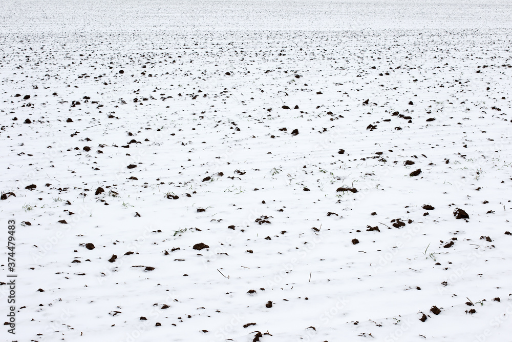 Snow on field with winter crops in background. Agriculture