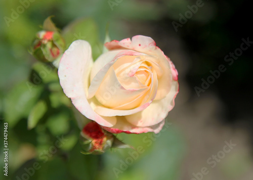 Beautiful cream rose in garden. Selective soft focus. As floral background for your art project