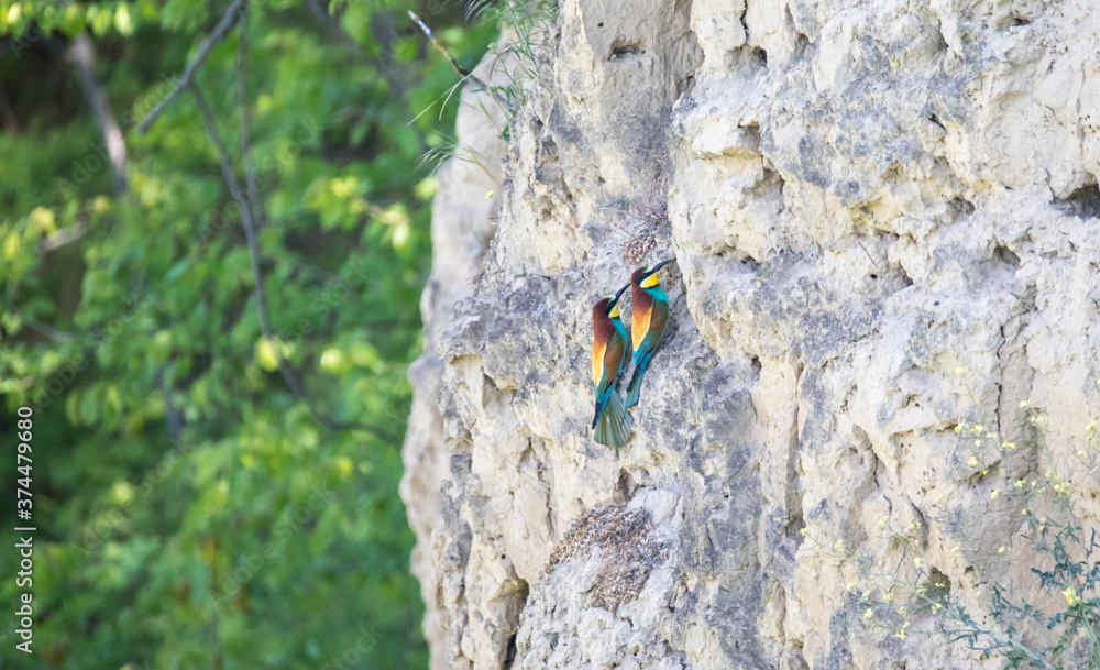 Fototapeta premium European bee-eaters flies across the sky in pairs