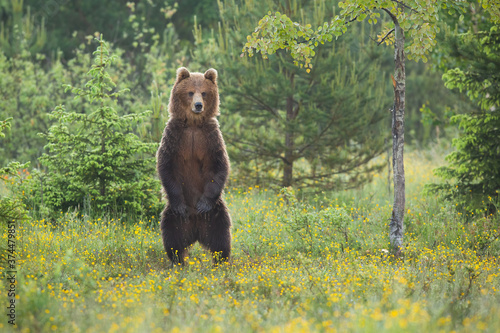 Impressive brown bear, ursus arctos, standing upright on a glade in summer forest. Majestic animal looking on two legs with copy space. Wild animal watching on woodland.